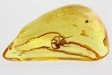 Detailed Fossil Spider (Araneae) In Baltic Amber #367261-1
